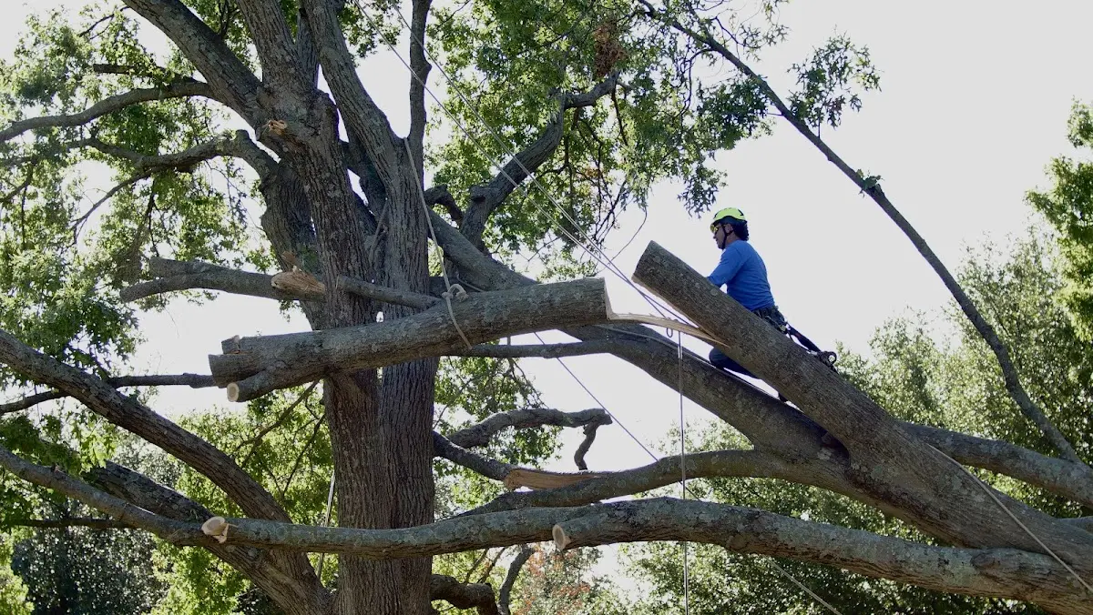 Professional Crown Thinning performed by certified arborists in Hoskins