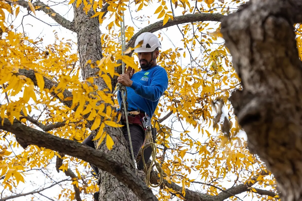 Skilled Tree Pruning crew working in Hoskins